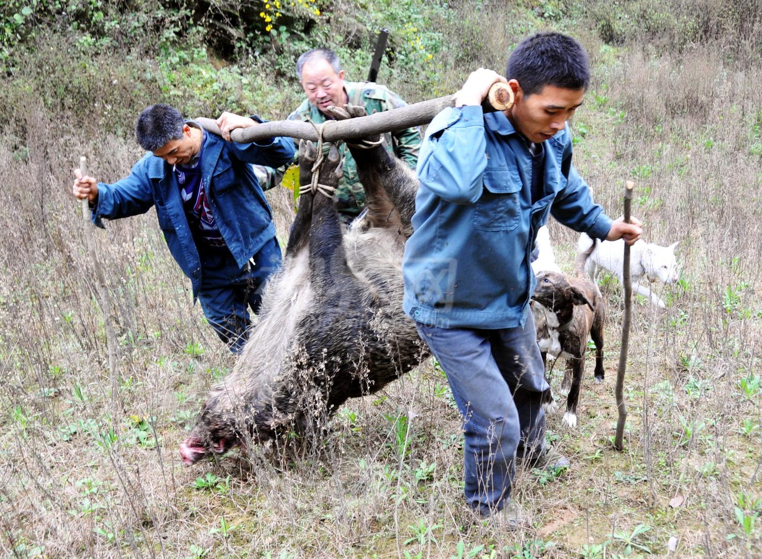 林坑山上捕获的大野猪