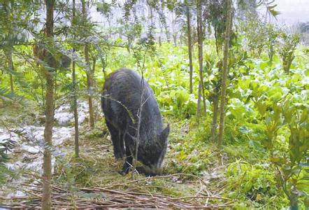 林坑山上野猪出没